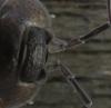 Porcellio orarum